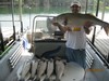 (07/29/2015) - Nice Striped Bass